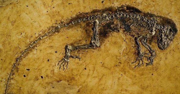 Sự thật về hóa thạch Ida: Tổ tiên loài người hay chỉ là một con vượn cáo?