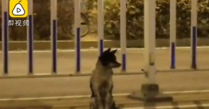 Hình ảnh con chó nhỏ đứng chờ tại nơi chủ qua đời khiến người xem xúc động. Ảnh cắt từ video