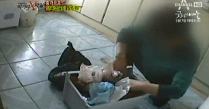 Một dược sĩ Trung Quốc cho các phóng viên "ngầm" của đài SBS (Hàn Quốc) xem bào thai để trong tủ lạnh, trong phóng sự điều tra của đài này năm 2012: (Nguồn: Internet)