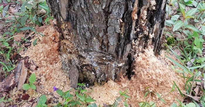 Các đối tượng khoan lỗ trên thân cây và bơm hóa chất vào. (Ảnh: Internet)