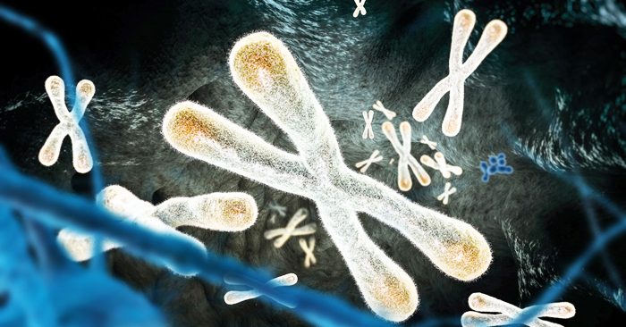 telomere càng dài thì tuổi thọ cũng dài, đương nhiên không bao gồm chuyện ngoài ý muốn.